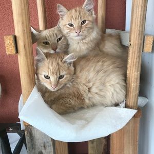 Meet your Posher, Lillie